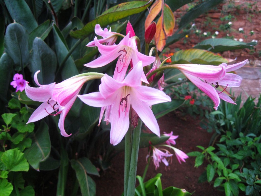 liliom